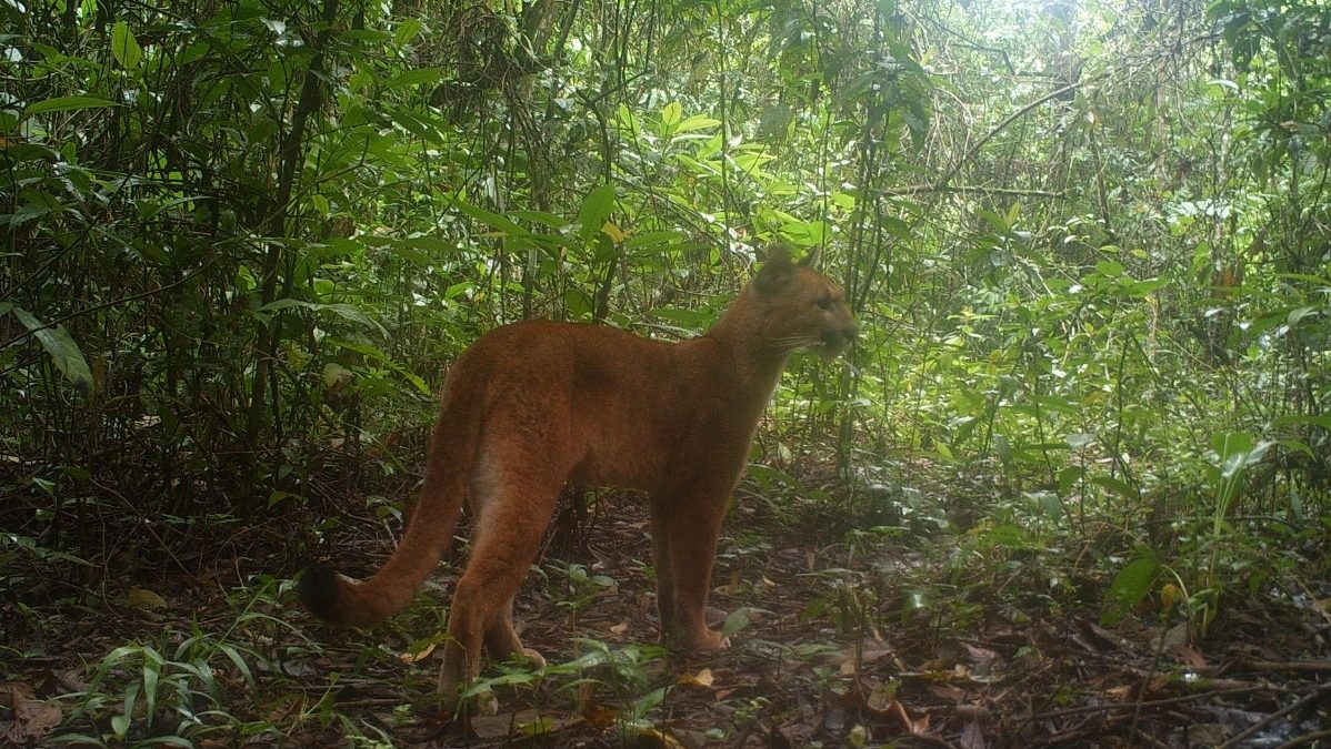 Onça-parda é registrada pela primeira vez no Refúgio Estadual da Serra da Estrela (RJ)