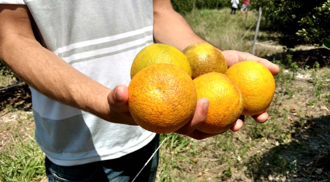 Rio de Janeiro será o primeiro estado do país a ter indicação geográfica da laranja