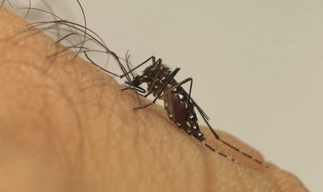 Município do Rio registra 37.973 casos de chikungunya em 2019