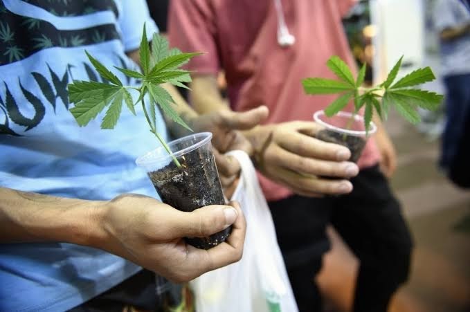 Juiz federal autoriza empresa brasileira a importar e cultivar cannabis