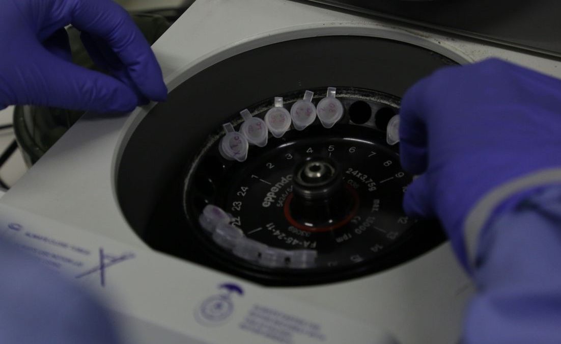 Coronavírus: cientistas britânicos começam a testar vacina em ratos