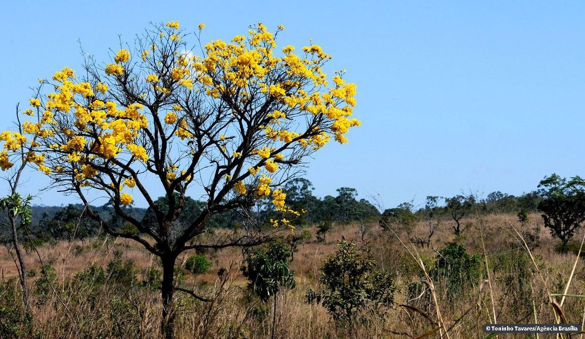 De 2000 a 2018, Brasil perdeu 7,6% de suas florestas diz IBGE