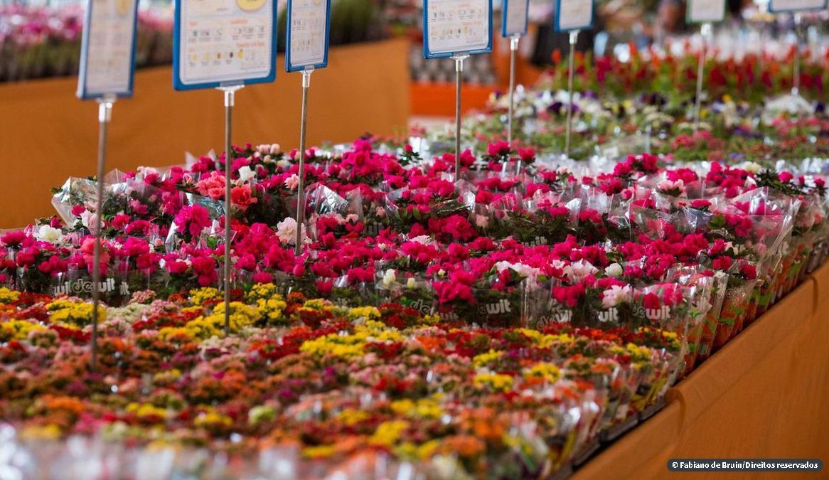 Floristas esperam compensar perdas com vendas no Dia das Mães