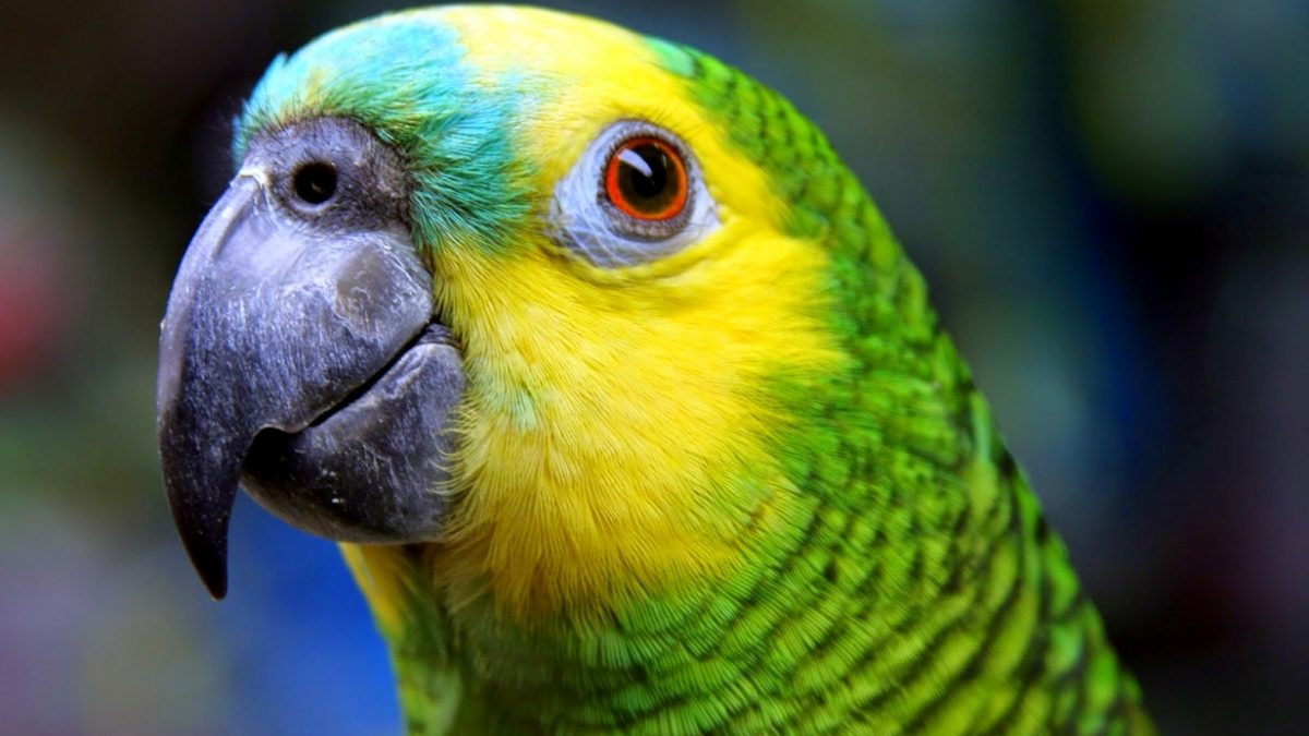 Papagaio silvestre de espécie em extinção não pode voltar para guarda de criador