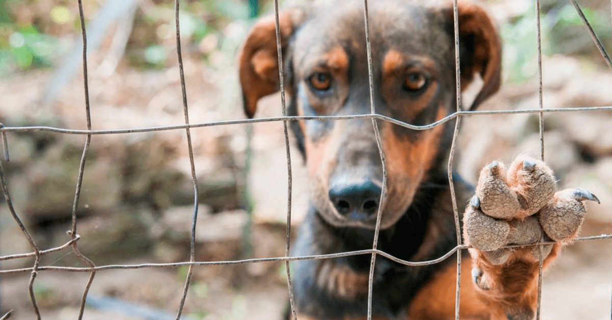 STF julga abate de animais apreendidos em situação de maus-tratos