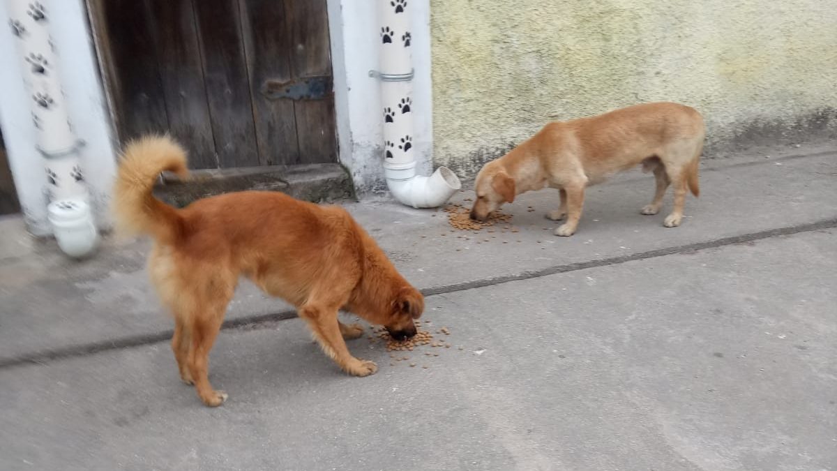 Comedouro e bebedouro para os peludinhos de rua