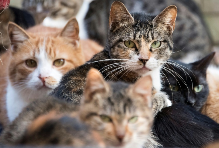 O que você precisa saber sobre gatos – por Amirah Sharif