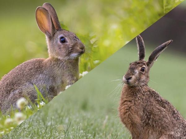 O coelho é que é o símbolo da Páscoa ou é a lebre? – por Amirah Sharif