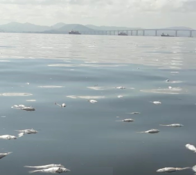 Baía de Guanabara registra grande quantidade de peixes mortos