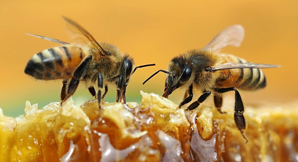 Salvemos nossas abelhas rainhas e operárias – por Amirah Sharif